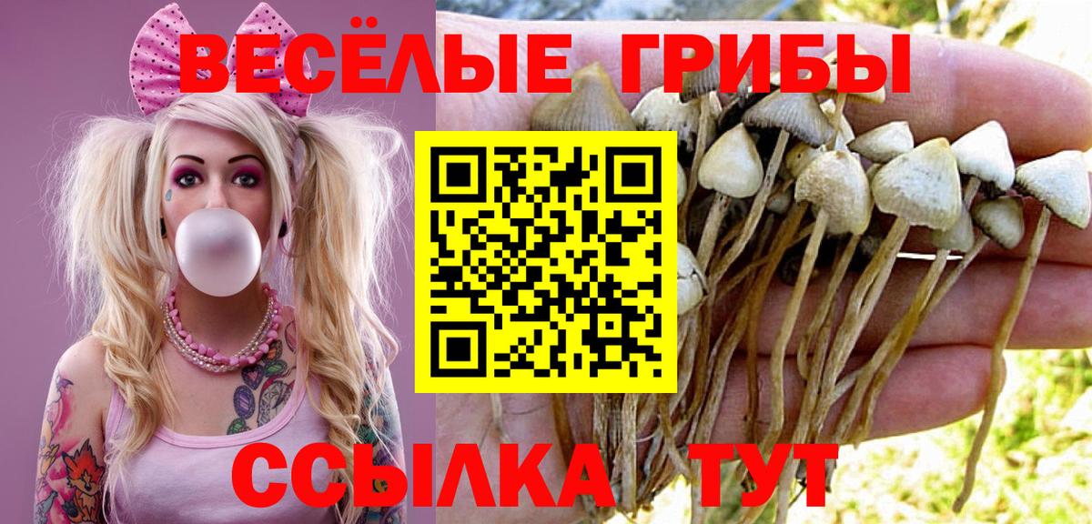 Севастополь  Псилоцибиновые грибы Cubensis  Вход с VPN 